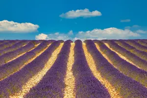 Lavender: Flowering lavender (Lavandula angustifolia) field
