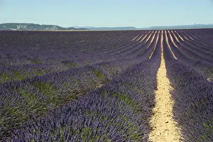 Lavender: Flowering lavender (Lavandula angustifolia) field