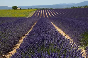 Lavender: Flowering lavender (Lavandula angustifolia) field