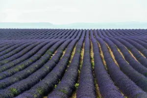 Lavender: Flowering lavender (Lavandula angustifolia) field