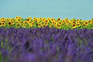Provence: Flowering lavender (Lavandula angustifolia) field and sunflo