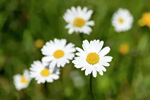Leucanthemum: Flowering marguerites (Leucanthemum) and grasses