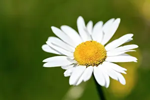 Leucanthemum: Flowering marguerites (Leucanthemum) and grasses
