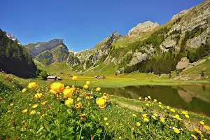 Marigold: Flowering Marsh marigolds (Caltha palustris), at