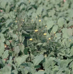 Oilseed: Flowering nipplewort in Canola Field