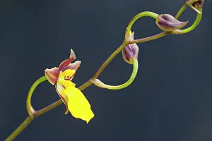 Cusco: Flowering Orchid
