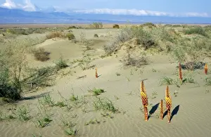 Karakum: Flowering parasitic plants - sand dunes of Central