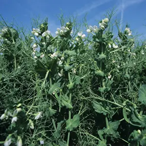Peas: Flowering pea crop