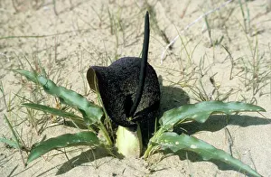 Karakum: Flowering plant Eminium Lemona - typical in sand