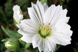 Stellaria: Flowering plant Stellaria sp