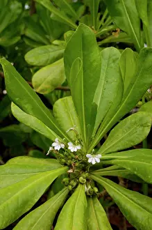 Tioman: Flowering plant (unidentified) on the edge of rainforest