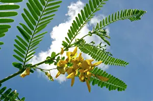 Danum: A flowering plant (unidentified) on a river Danum bank