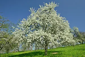 Plums: Flowering Plum tree - on fruit tree meadow in early spring