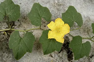 Moschata: Flowering Pumpkin