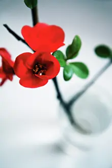 Quince: Flowering Quince
