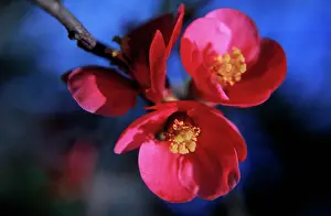 Quince: Flowering Quince