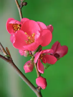 Quince: Flowering Quince