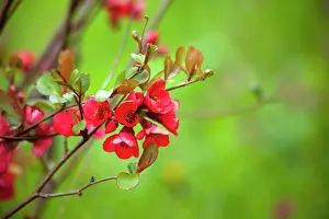 Quince: Flowering Quince