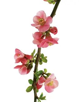 Quince: Flowering Quince