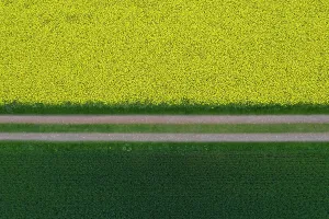 Rapeseed: Flowering rapeseed field and grain field with a