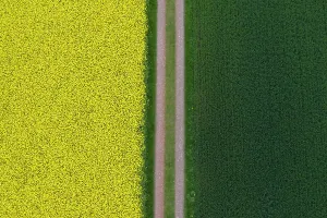 Rapeseed: Flowering rapeseed field and grain field with a