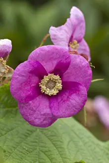 110219: Flowering raspberry (Rubus odoratus)