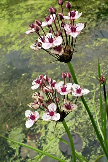 Umbel: Flowering-rush