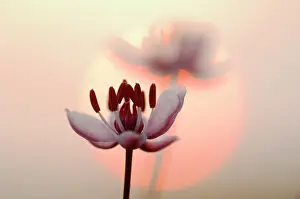 Rush: Flowering Rush