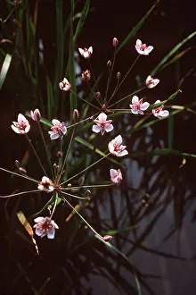 Rush: FLOWERING RUSH