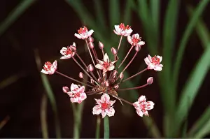 Rush: FLOWERING RUSH