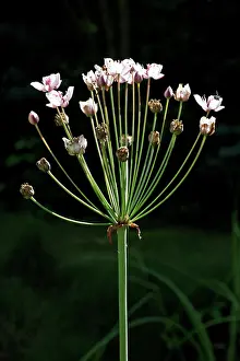 Rushes: Flowering Rush - in flower