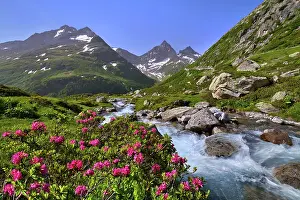 260622: Flowering rusty-leaved alpenroses (Rhododendron