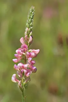 Sainfoin: Flowering Sainfoin
