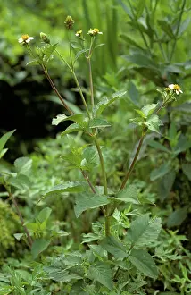 Ticks: Flowering Spanish needle