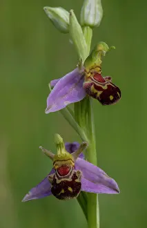 Orchidaceae: Flowering spike of Bee Orchid, Ophrys apifera on