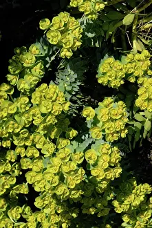 Spurge: Flowering spurge