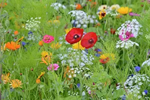 Marigold: Flowering strip, flowering area with poppy flowe