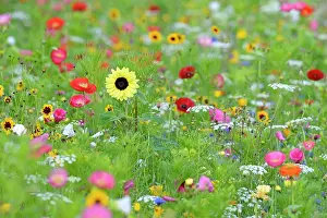 Diverse: Flowering strip, flowering area with poppy flowe