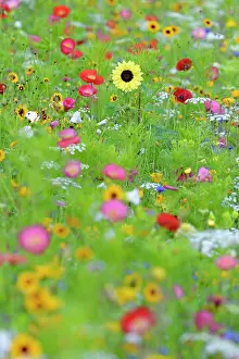 Diverse: Flowering strip, flowering area with poppy flowe