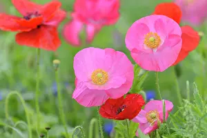 Strip: Flowering strip, flowering area with poppy flowers
