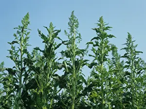 Beet: flowering sugar beet