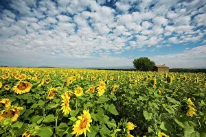 D Azur: Flowering sunflower field, Plateau de Valensole