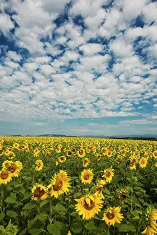 D Azur: Flowering sunflower field, Plateau de Valensole