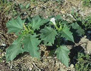 Weed: Flowering thorn apple