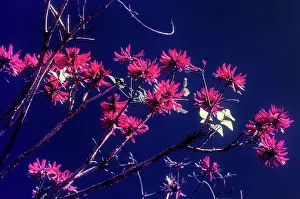 Flame: Flowering tree in Munnar, Kerala, India, Asia. flame
