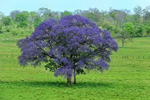 Verbena: flowering tree, Verbena, Pantanal Wetlands, Mato