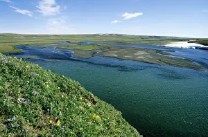 Everlasting: Flowering tundra of river Maksimovka valley, everlasting