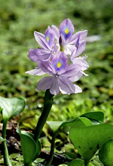 Oxbow: Flowering water-plant (unidentified), typical in