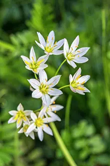 Onion: Flowering wild onion