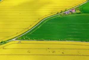 Peopl: Flowering yellow rape fields, green fields, agriculture